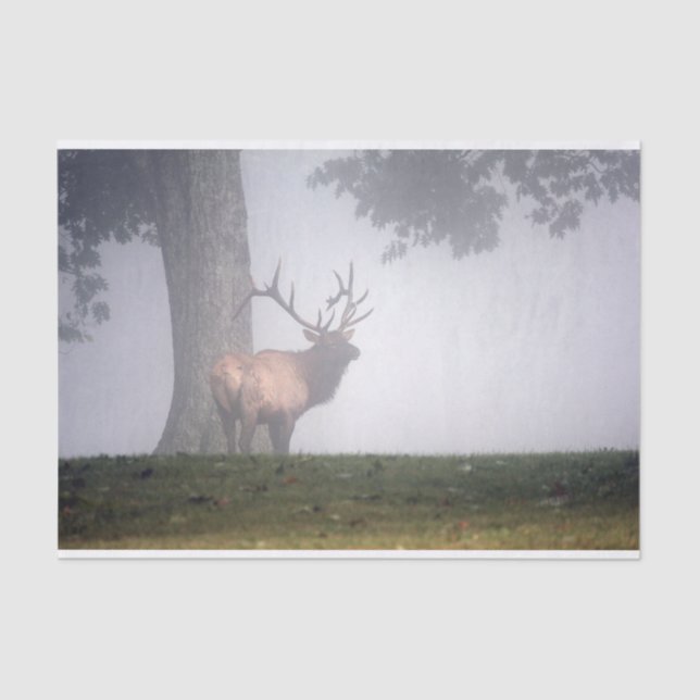 Bull Elk Tissue Paper (Front)