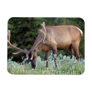 Bull Elk with antlers in velvet grazing Magnet