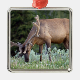 Bull Elk with antlers in velvet grazing Metal Tree Decoration