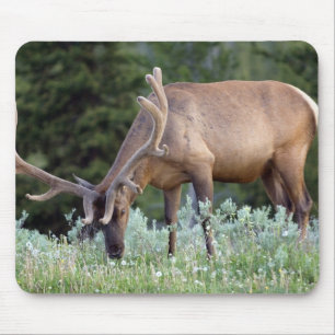 Bull Elk with antlers in velvet grazing Mouse Pad