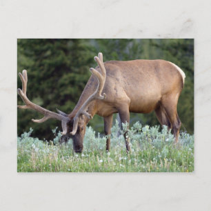 Bull Elk with antlers in velvet grazing Postcard