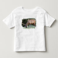 Bull Elk with antlers in velvet grazing