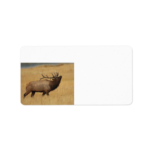 Bull Elk with Head Back Label (Front)