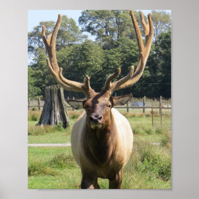 Bull Elk with huge antlers on 8"x10" poster (Front)