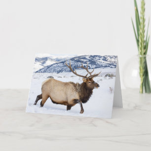 Bull Elk Wyoming Card