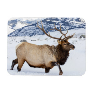 Bull Elk Wyoming Magnet