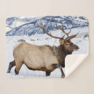 Bull Elk   Wyoming Sherpa Blanket