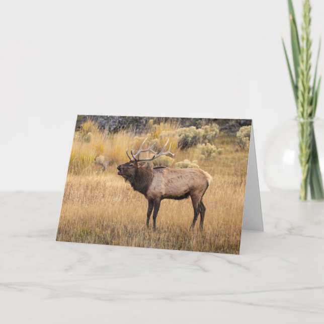 Bull Elk | Yellowstone National Park Card (Front)