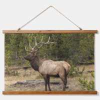 Bull Elk Yellowstone National Park, Wyoming