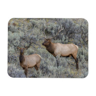 Bull Elk   Yellowstone National Park, Wyoming Magnet
