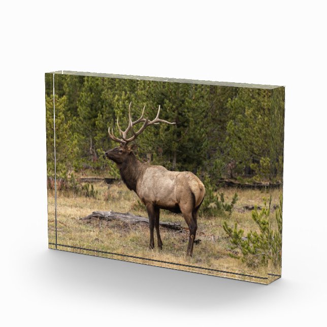 Bull Elk Yellowstone National Park, Wyoming Photo Block (Right)