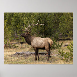 Bull Elk Yellowstone National Park, Wyoming Poster