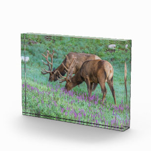 Bull Elks Rocky Mountain National Park, Colorado Photo Block