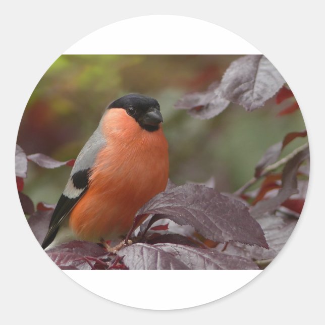 Bull Finch Classic Round Sticker (Front)