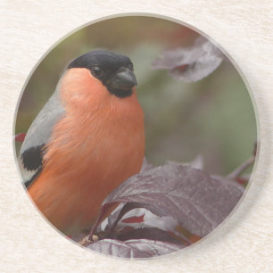 Bull Finch Coaster