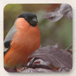 Bull Finch Coaster