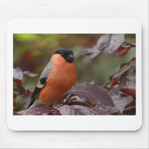 Bull Finch Mouse Pad