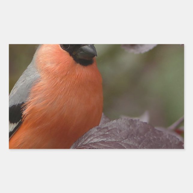Bull Finch Rectangular Sticker (Front)