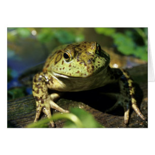 Bull frog.