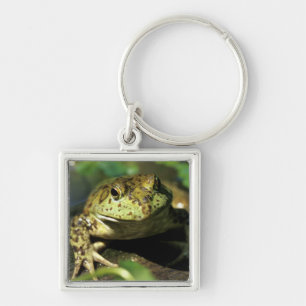 Bull frog. key ring