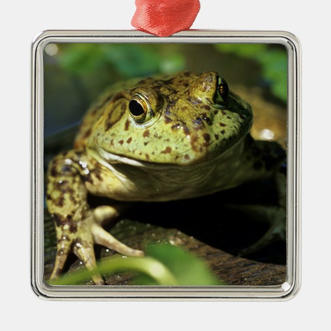 Bull frog. metal tree decoration (Front)