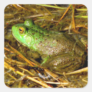 Bull Frog Stickers