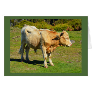 Bull in Madeira animal card