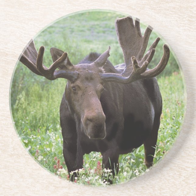 Bull moose Alces alces) in wildflowers, Coaster (Front)