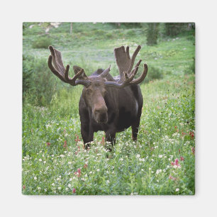 Bull moose Alces alces) in wildflowers, Magnet