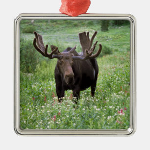 Bull moose Alces alces) in wildflowers, Metal Tree Decoration