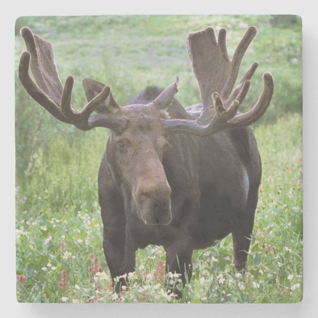 Bull moose Alces alces) in wildflowers, Stone Coaster (Front)