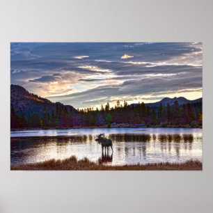 Bull Moose at Sprague Lake, Colorado Poster