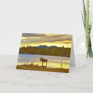 Bull Moose at Sprague Lake, Colorado, Sunrise Card