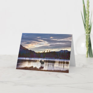 Bull Moose at Sprague Lake, Colorado, Sunrise Card
