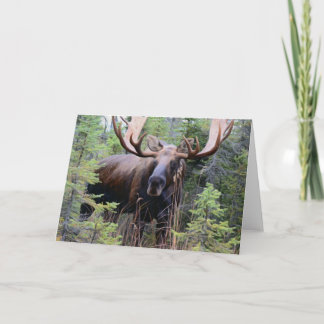 Bull Moose Card