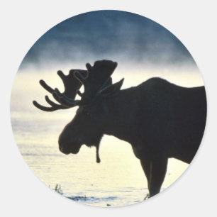 Bull moose classic round sticker