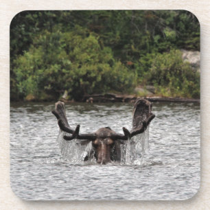 Bull Moose Coaster