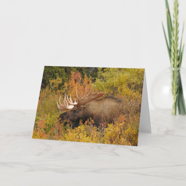 Bull Moose | Denali National Park, Alaska Card (Front)
