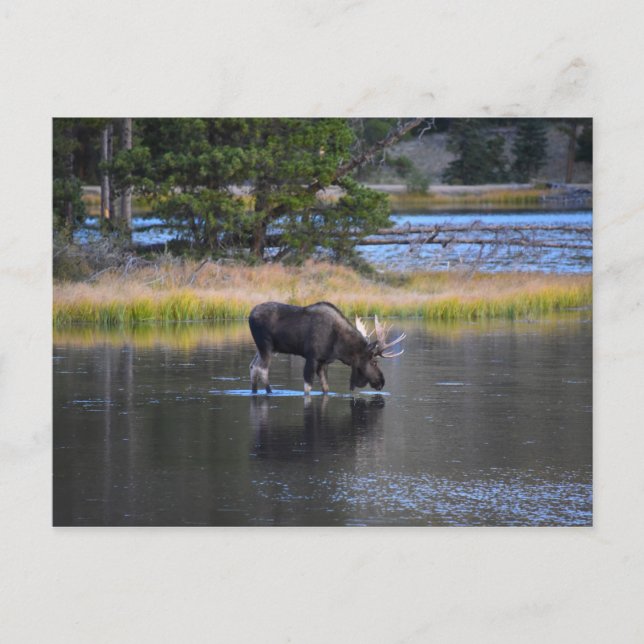 Bull Moose Drinking in Sprague Lake, Colorado Postcard (Front)