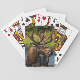Bull moose feeding in Glacier National Park Playing Cards