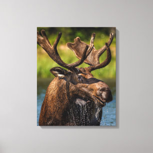 Bull Moose Glacier National Park Montana Canvas Print