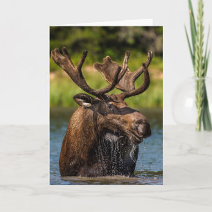 Bull Moose Glacier National Park Montana Card