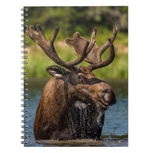Bull Moose Glacier National Park Montana Notebook
