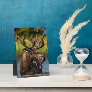 Bull Moose Glacier National Park Montana Plaque