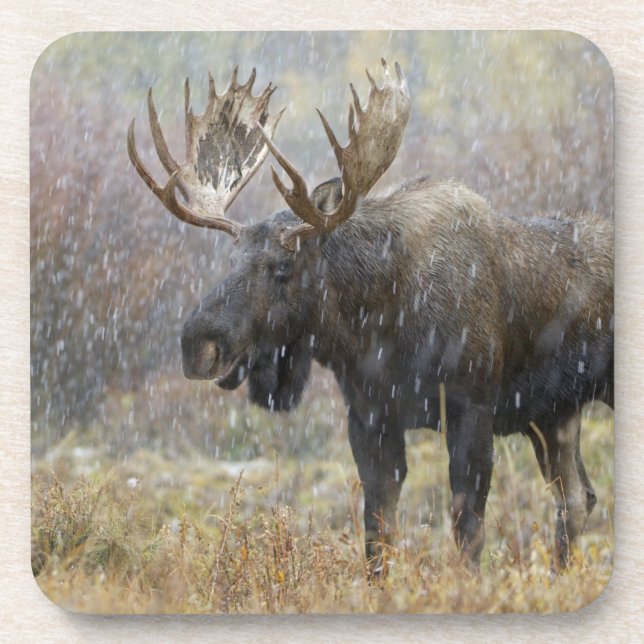 Bull moose in snowstorm with aspen trees coaster (Front)