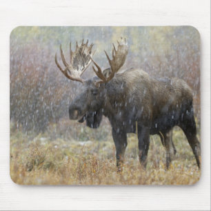Bull moose in snowstorm with aspen trees mouse pad