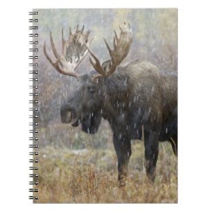 Bull moose in snowstorm with aspen trees notebook