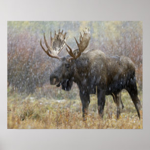 Bull moose in snowstorm with aspen trees poster