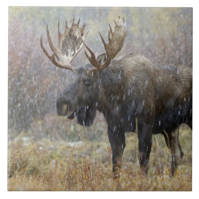 Bull moose in snowstorm with aspen trees tile (Front)