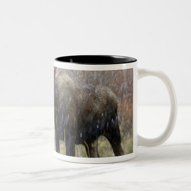 Bull moose in snowstorm with aspen trees Two-Tone coffee mug (Right)